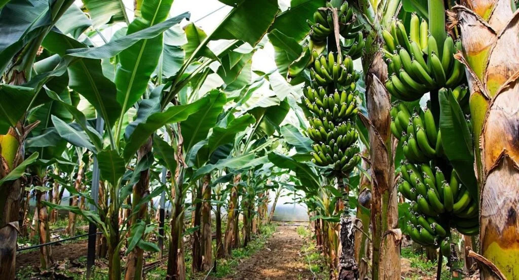 The Secret Within a Banana Tree: A Fiber That’s Changing Fashion